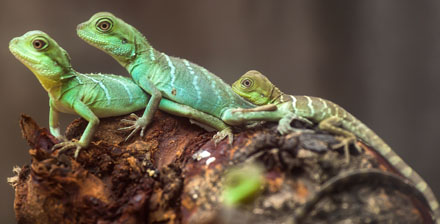 Lizards on a branch